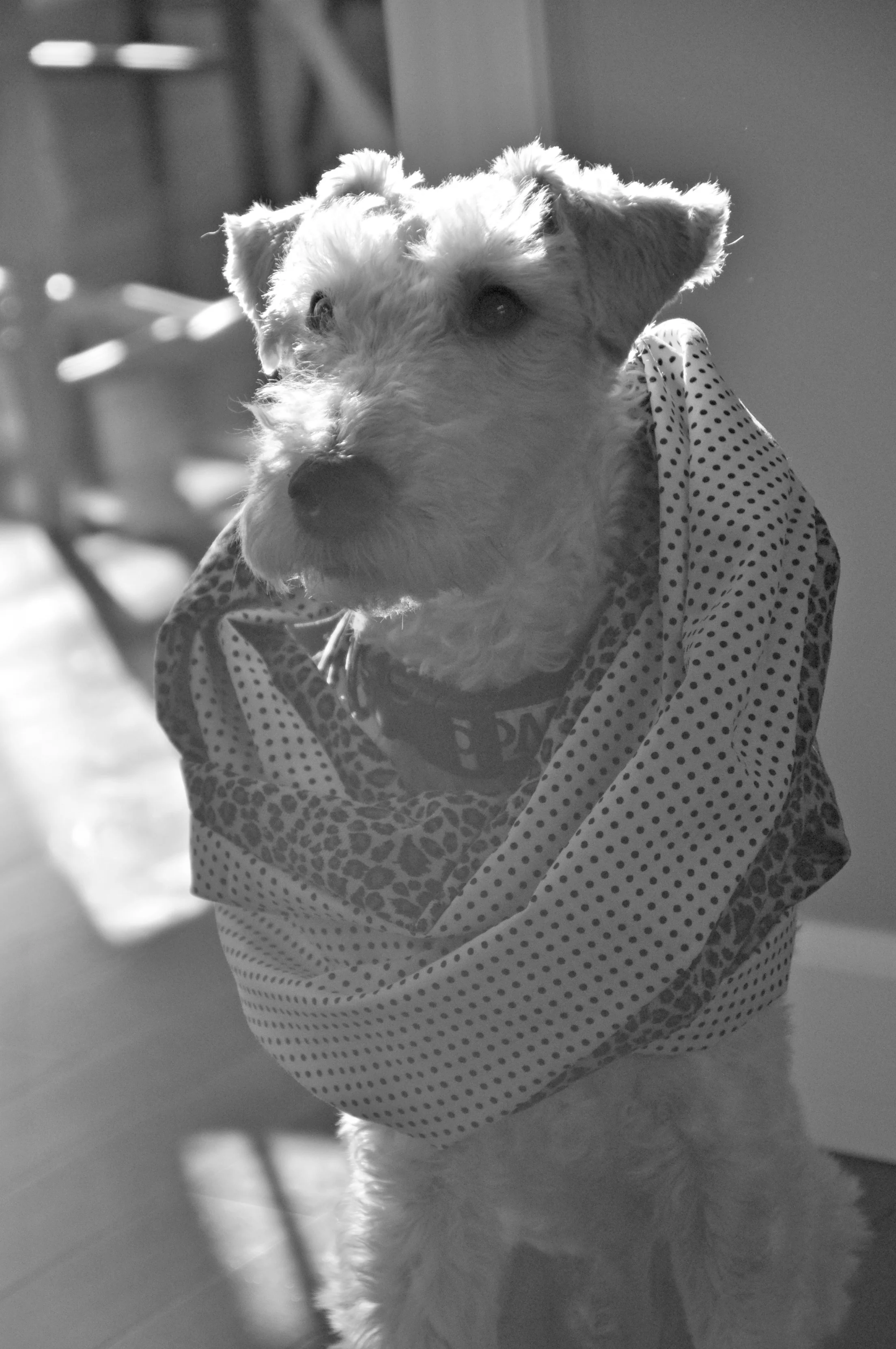 Two Sided Infinity Scarf Tutorial — Decor and the Dog